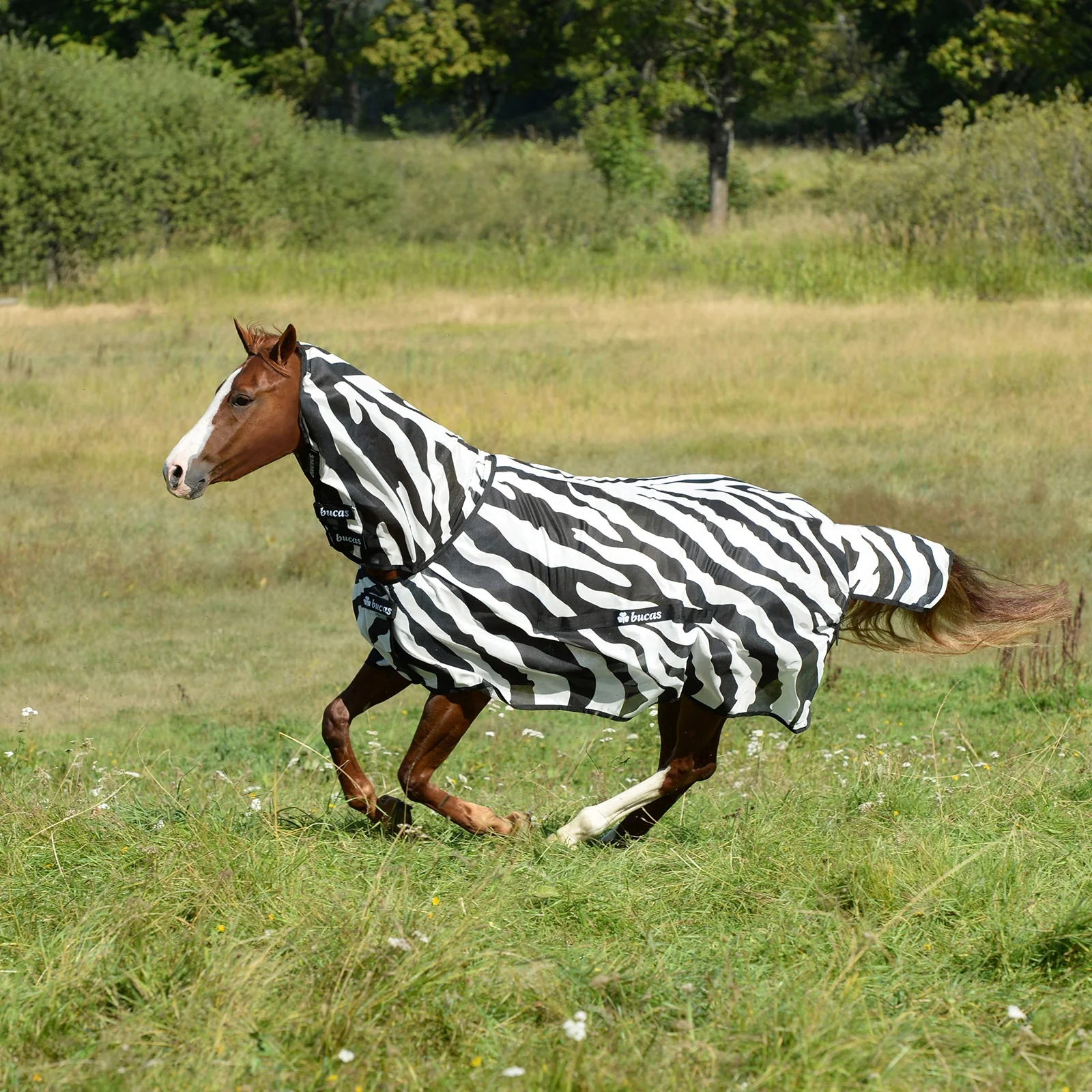 Vorschaubild 1